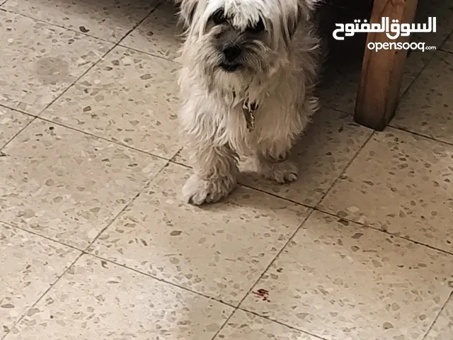 انثى فرنسيه معشره وصحتها ممتازه مطعمه مطعومين ومعها لتر بوكس وعطر وشامبو عمرها 12 شهر لعوبه وهاديه