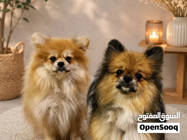ذكر وأنثى العمر 7-8 شهور