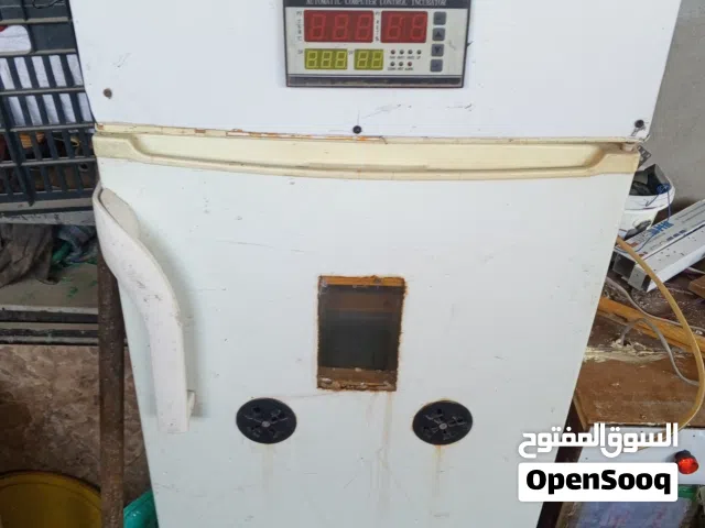 مطلوب بيض ابراهاما او كوشن