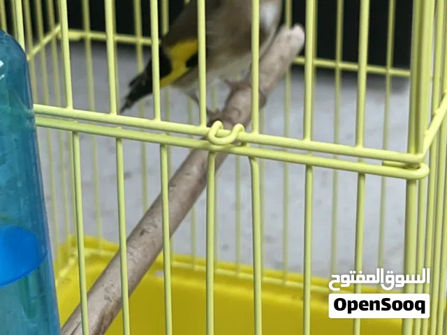 حسون تغريد نار