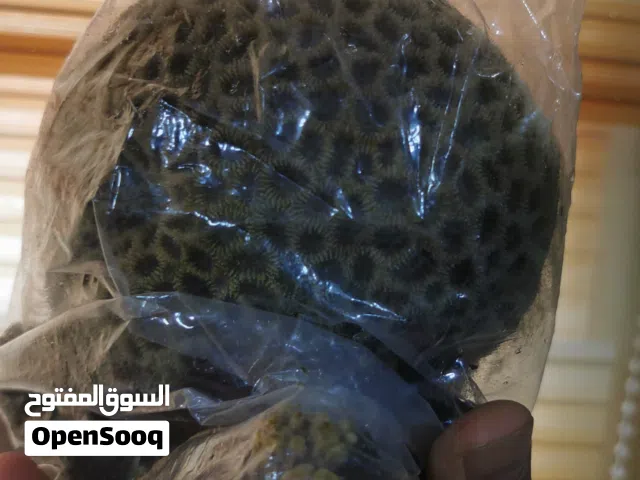 لأصحاب الأحواض البحرية قطعة مرجان فريش