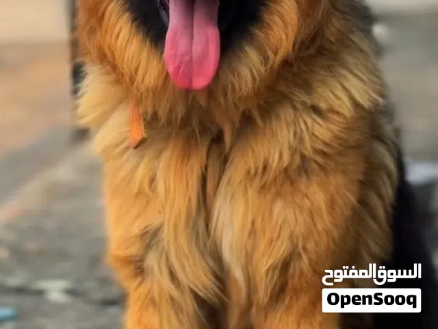 كلب جيرمن شيبرد  كينج سايس لونج هير.    بسعر 420 دينار قابل للتفاوض