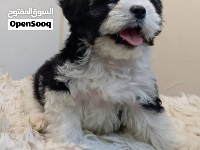 كلب شيتزو للبيع