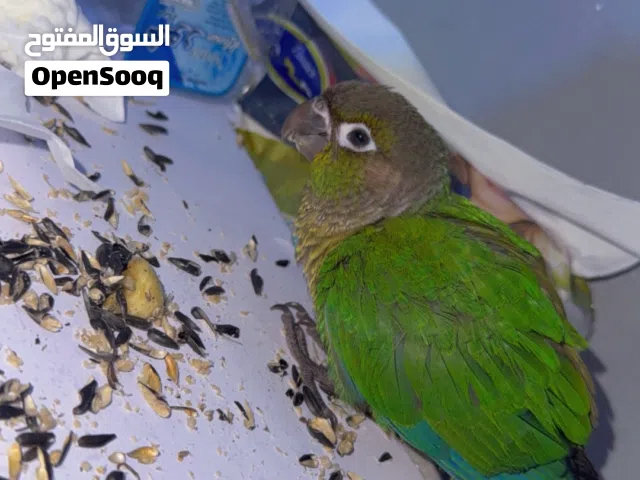 ببغاء كنيور كرين شيك اليف