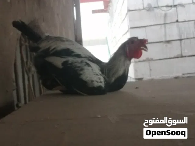 ديوجة لون شوكي صحة فول