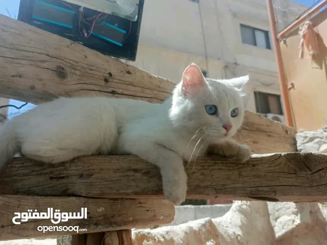 قط للبيع..