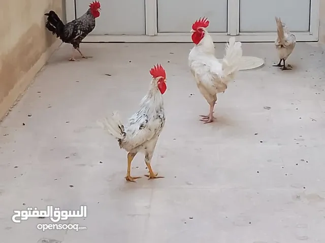 3 Roosters And 1 Hen. SPECIAL OFFER 3 ديوك ودجاجة واحدة. عرض خاص