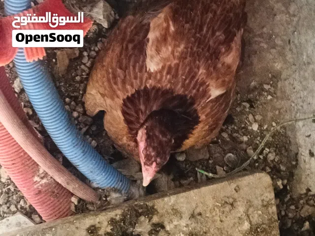 يتوفربيض مخصب مشكل من الدجاج اللي بالصوره نسبه التخصيب 95% البيضه الغير مخصبه تستبدل