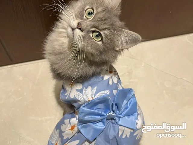 قطط للبيع اناث