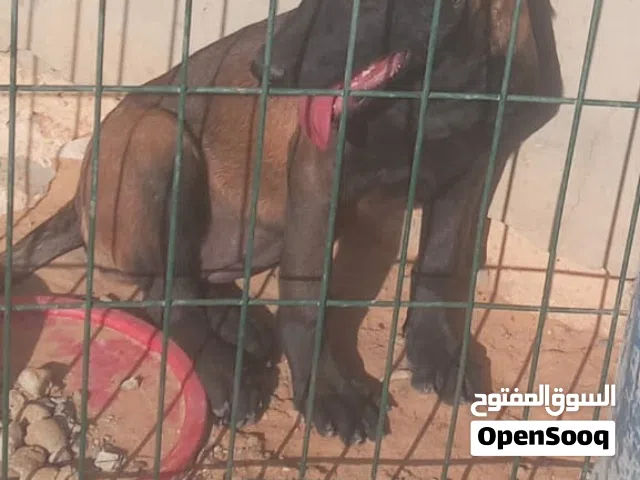 سلام عليكم جيناكم بي عرض اليوم انتاية ملينوا شربوني ربي يبارك الكلبة عضم غلايض ودان قصار العمر4شهور