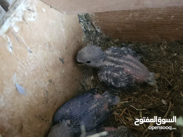 فروخ طبور حب