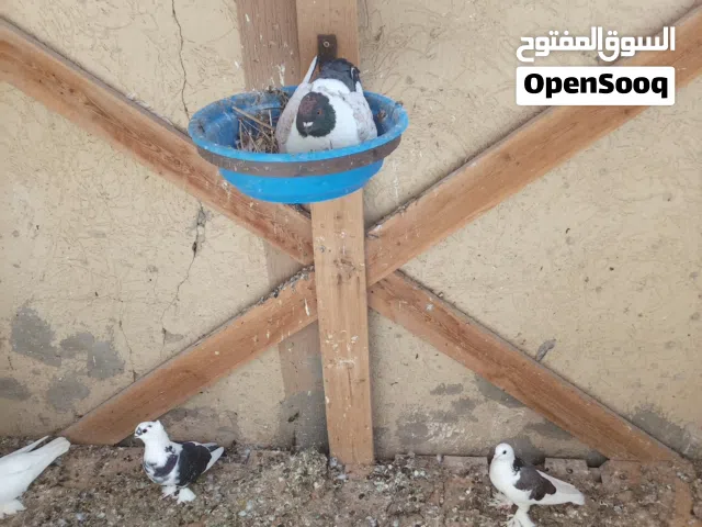 العاب شقلبا ز. ميني ميني مصري