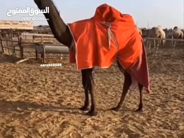 مطلوب ابل مجاهيل