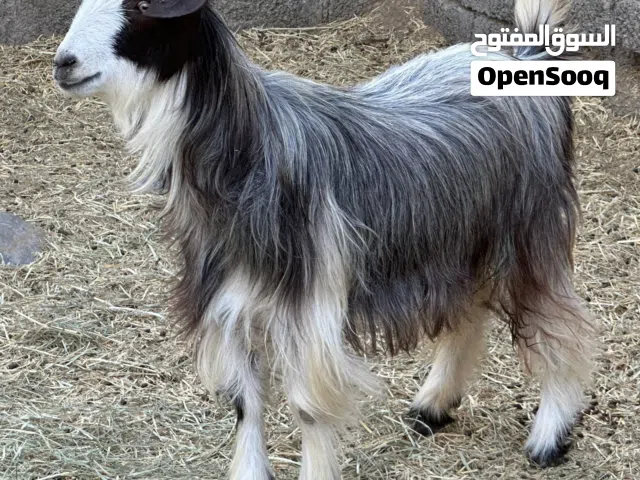 عنز من حلال بني سعيد جباليه ثاني ولد حلال طيب للتربيه كل شي سليم