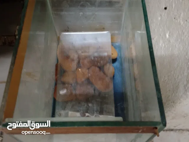 حيوانات واكسسوارات