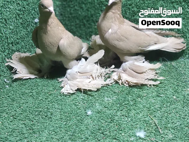 انتاج اصفر على 3ريشات