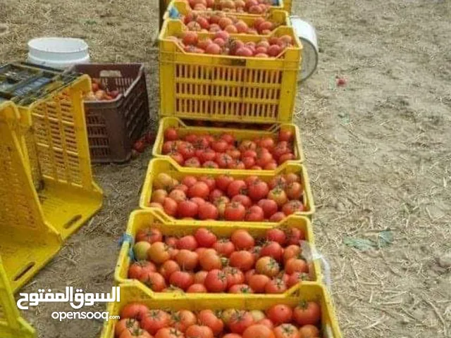 للبيع طماط محلي 18 كيلو 25 درهم