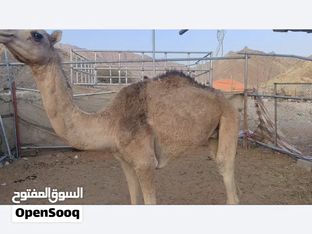 للبيع حشوين 3