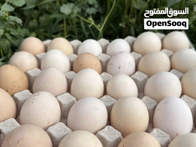 بيض دجاج السسكس بيور البزرة الأصلية البريطانية مخصب نسبة ان شاء الله 95 بالمئة مكفول