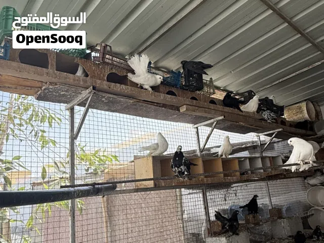 حمام كرنجو الروسي