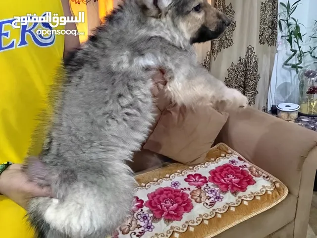 German shepherd king size good and healthy puppy's 40 days only