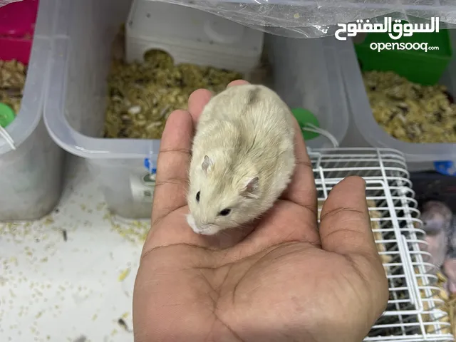 همستر روسي القزم