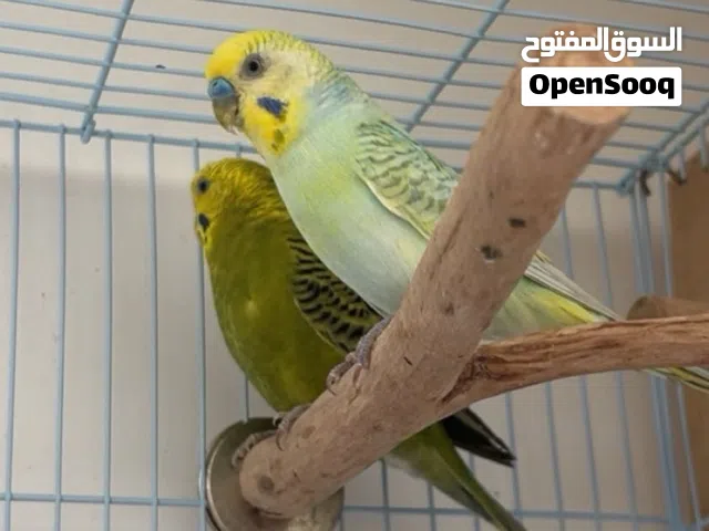 Mating Budgies  زوج بدجي
