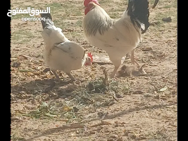 كوبيا سايكوس العمر 3 شهور. "صورة الأمهات"