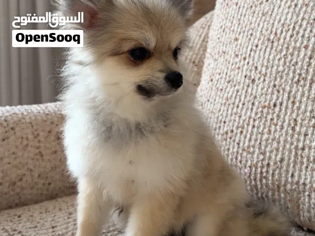 بومرينيان للبيع
