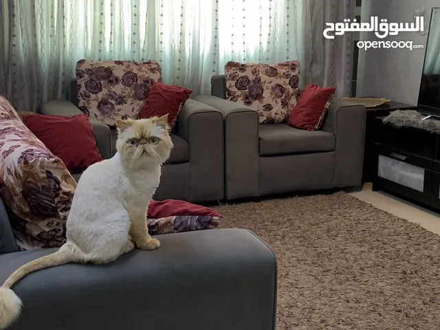 طقم كنب 7 مقاعد بحالة ممتازة لون بترولي للبيع بداعي السفر مع ستارة وسجادة