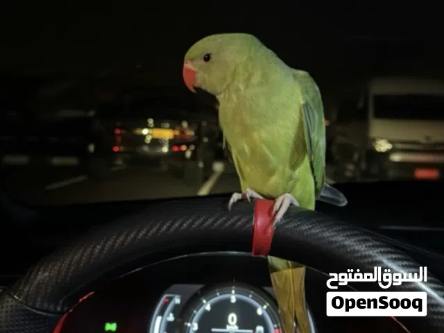 ببغاء اليف للبيع