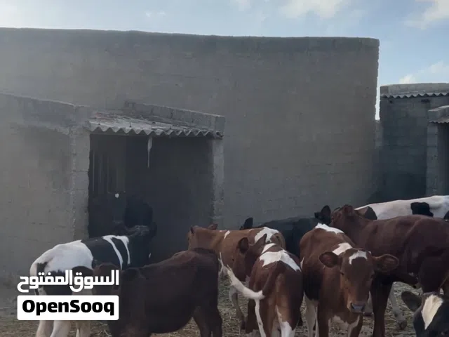 عجال للبيع ظفاريه  نظاف وسمينات 26 راس