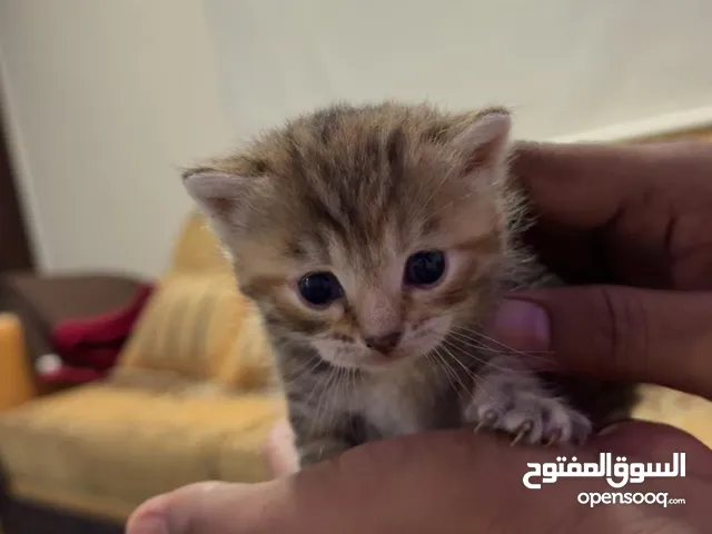 كتنز للحجز kittens