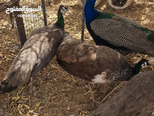 طاووس هندي