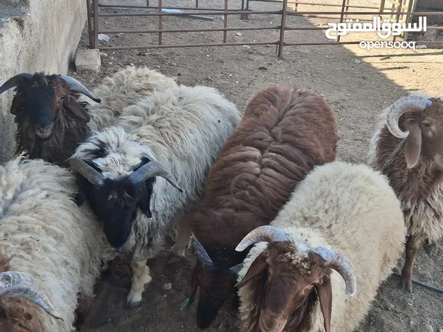 خرفان بلدي وزن من 45 ل 50 اسنان اللبن سعر الكيلو قائم 4.5 دينار