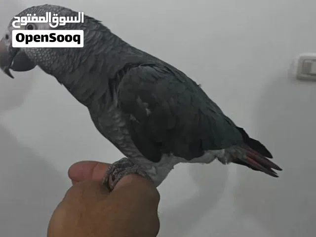 سلام عليكم ببغاء تمة