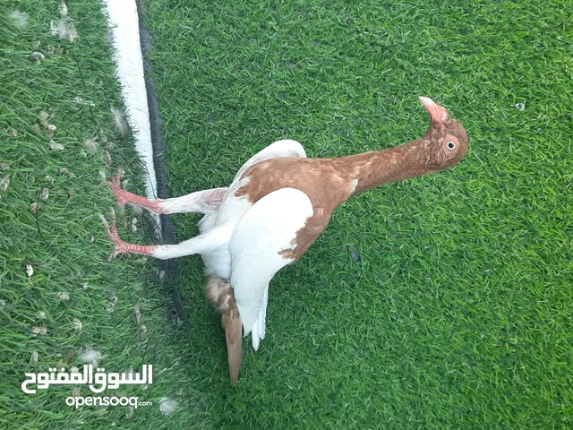 فحل وفراخ وطيره شغاله