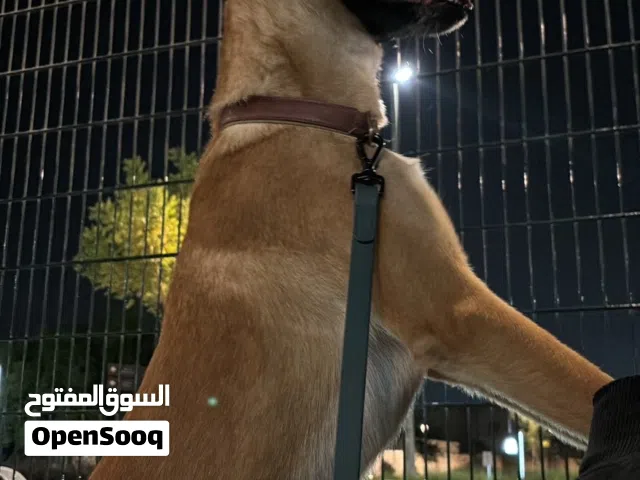 كلب مالينو ذكر عمره سنه و نص و متدرب و اموره طيبه