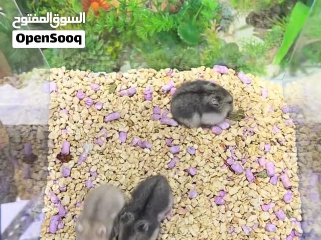 هامستر مع جميع مستلزماته