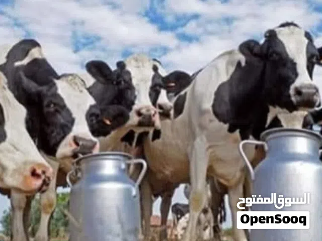متوفر يومي حليب بقر 250 كيلو