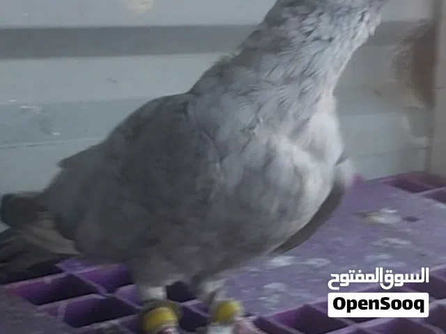 5 فحول و3 طواير كوم بسعر حرق