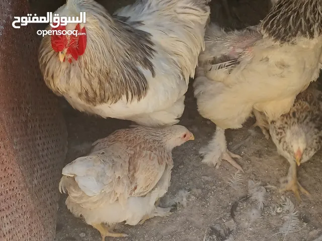 طقم براهمة رزي كولومبي للبيع