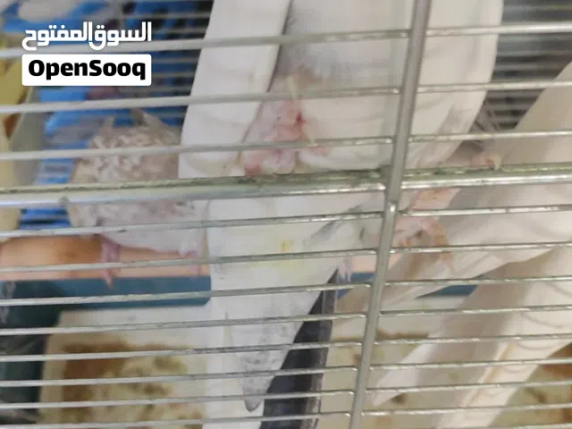 متاح بعد الصلاة على النبي جواو كوكتيل وجوز حب انجليزي وجوز هوجو رومو