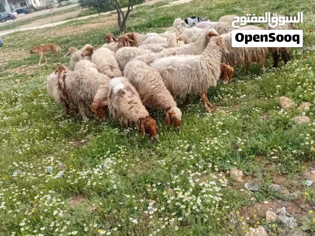 اهلا وسهلا بالجميع حياكم الله من مزارع وملاحم ابو وديع  خدمة 24 ساعه  العرض لمدة 48 ساعه  اي عقيقه--