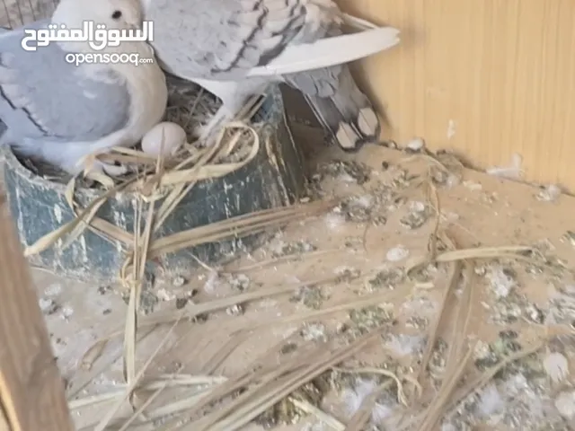 طيور زينه للبيع