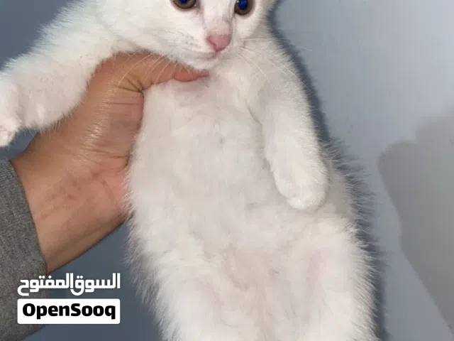 ذكر عمر شهرين شنشيلا مكس انجورا تركي بسعر 10 دنانير