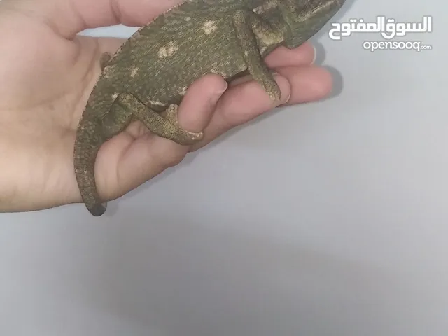حرباية ملونة