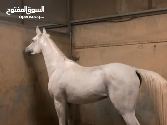 مصري مواليد 21 شغال ريس رفيع