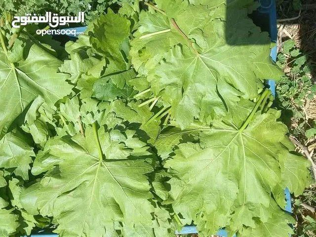 ورق عنب زيني