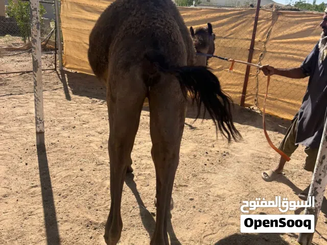 بكرات وقعدان صعوب عقاير